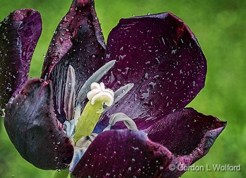 Near The End_DSCF02965-6.jpg - Wet Wilting Tulip photographed at Smiths Falls, Ontario, Canada.